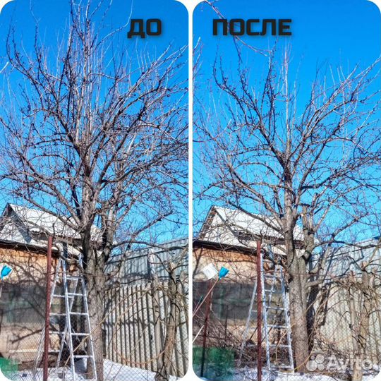 Обрезка плодовых деревьев, кустарников, винограда