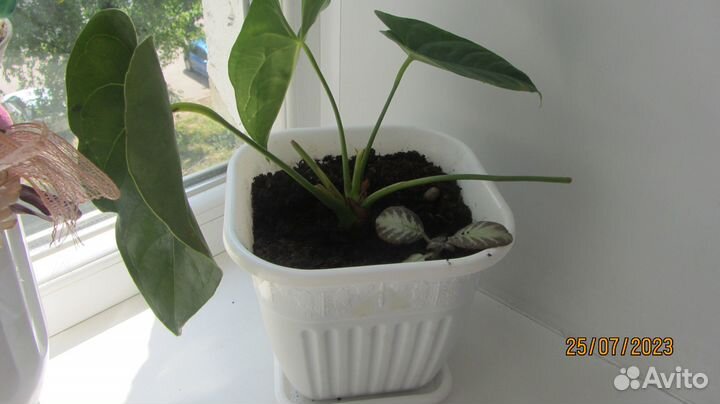 Цветы домашние в горшках