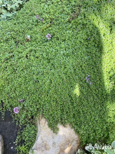 Тимьян ползучий, мшанка