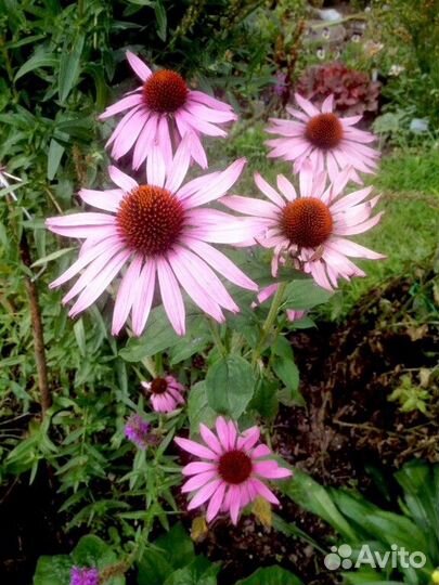 Эхиноцея., хелоне косая и т д