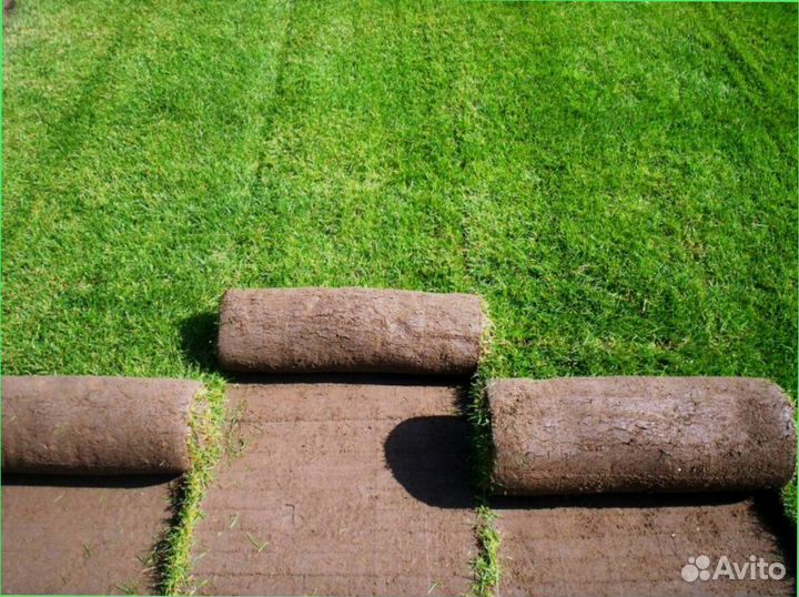 Рулонный газон под ключ