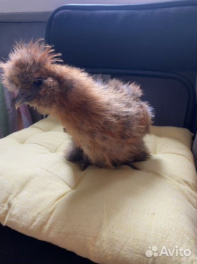 Шелки,Лакеданзи,Брама