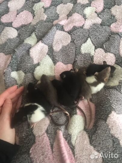 Декоративные крыски