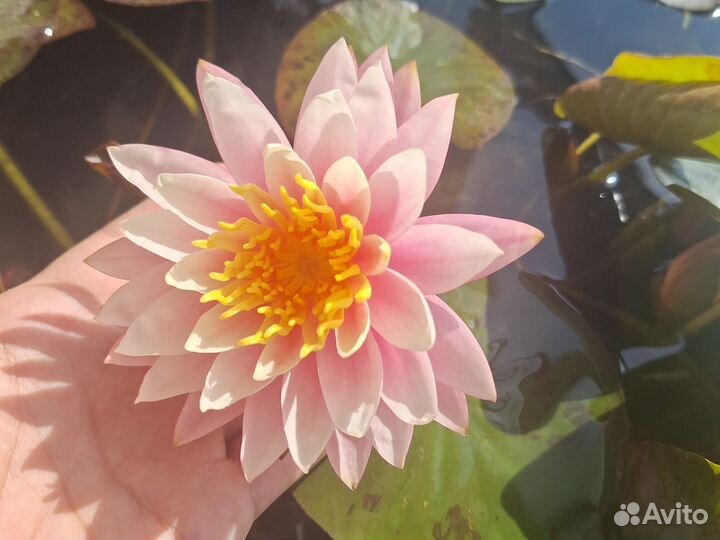 Кувшинки для пруда