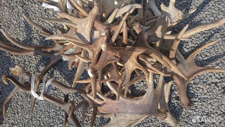 Cкупка Рогов