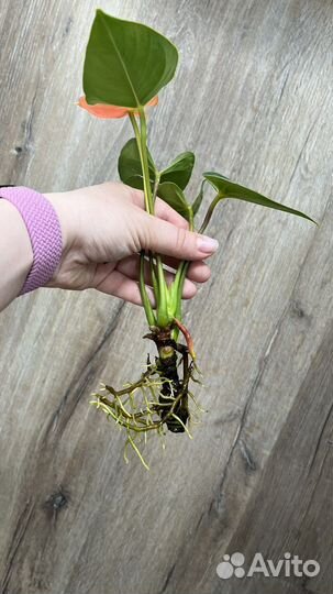 Антуриум салмон лососевый