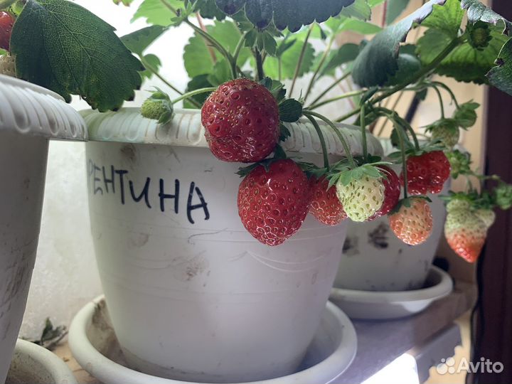 Рассада клубники Флорентина