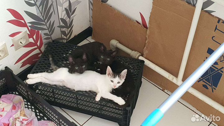 Котята в добрые руки
