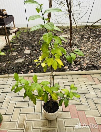 Лимонное дерево. Лимон. Дерево