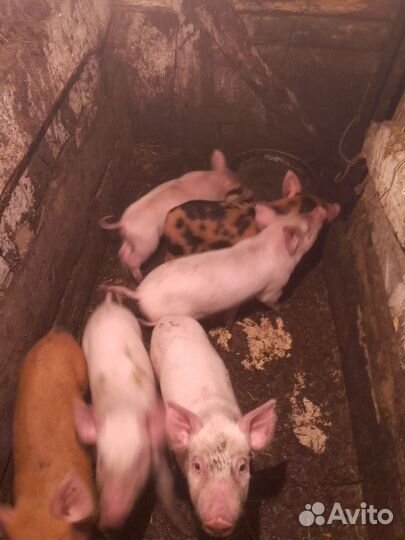 Поросята и тёлка