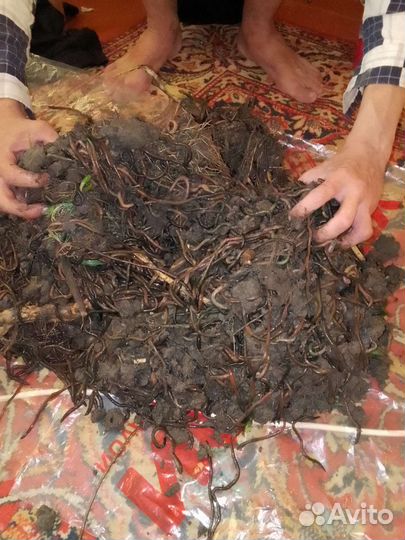 Вкусный зеленый червь) Свежий и Очень Активный