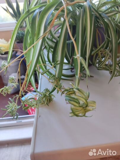 Хлорофитум кудрявый