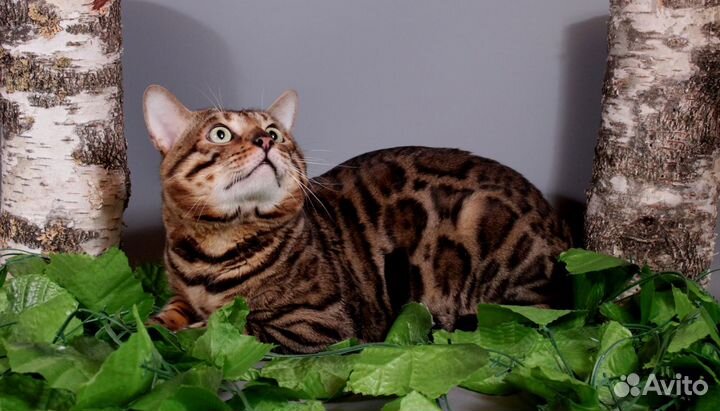 Бенгальские коты на вязку