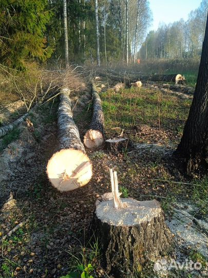 Лес под лэп