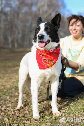 Собака-мечта из приюта