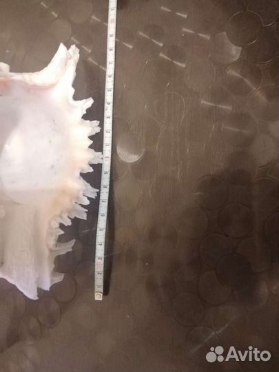 Ракушка Chicoreus ramosus