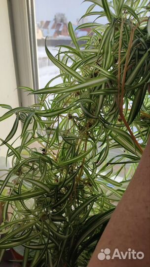 Хлорофитум полосатый