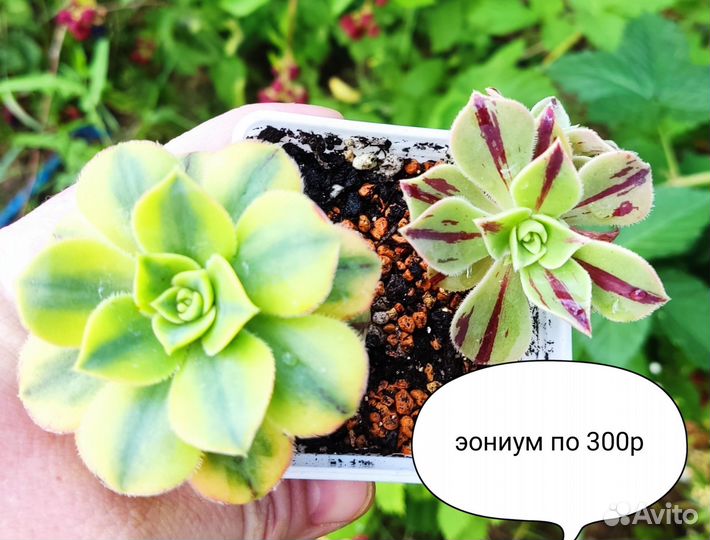 Крассулы эониумы суккуленты