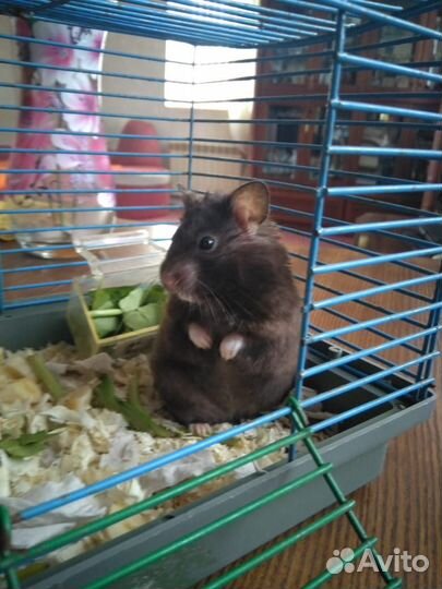 Продам сирийского хомяка с клеткой