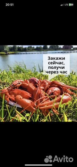 Раки варёные