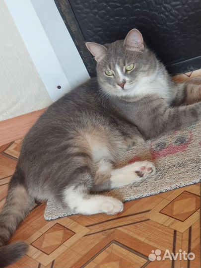 Кот в добрые руки