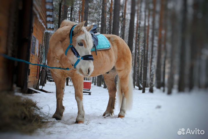 Занятия по верховой езде