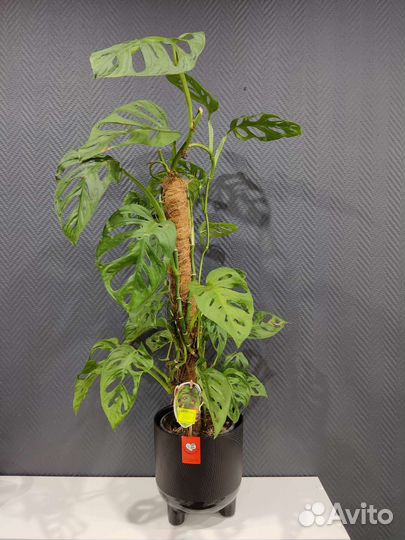 Монстера Адонсона (манки маск)