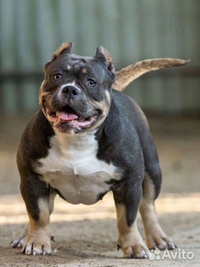 Микро покет американский булли девочка