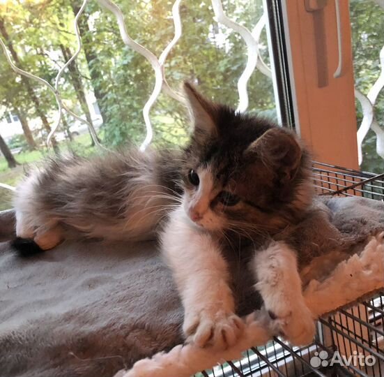 Котенок мальчик в добрые руки