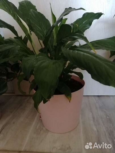 Спатифиллум