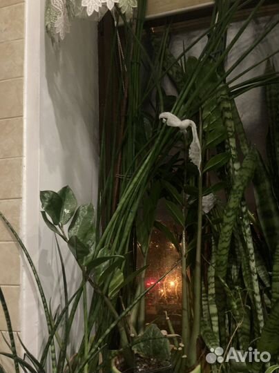 Сансевиерия цилиндрическая редкая 130 см с горшком