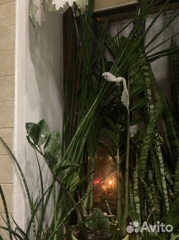 Сансевиерия цилиндрическая редкая 130 см с горшком