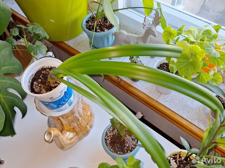 Гиппеаструм и амариллис