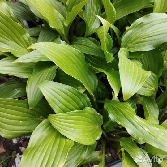 Хоста в зкс