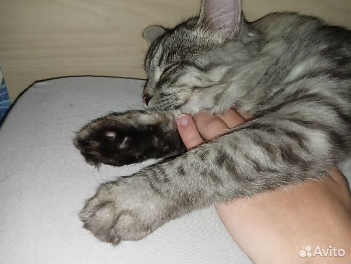 Отдам кота в добрые руки