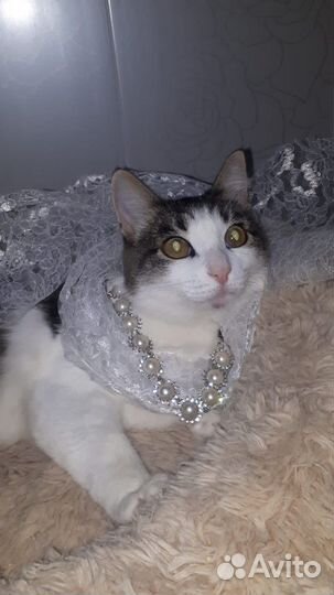 Кошки в добрые руки