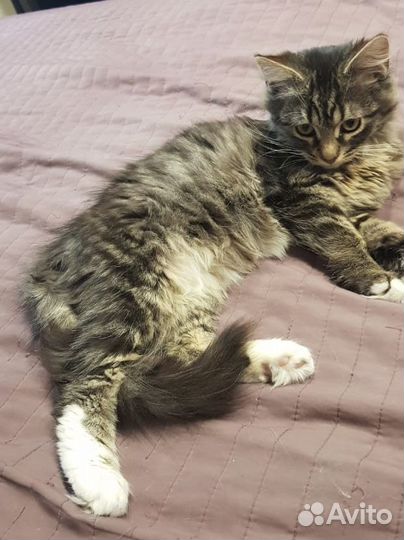 Котенок в дар бесплатно