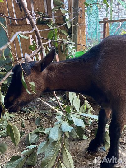 Чешские козы