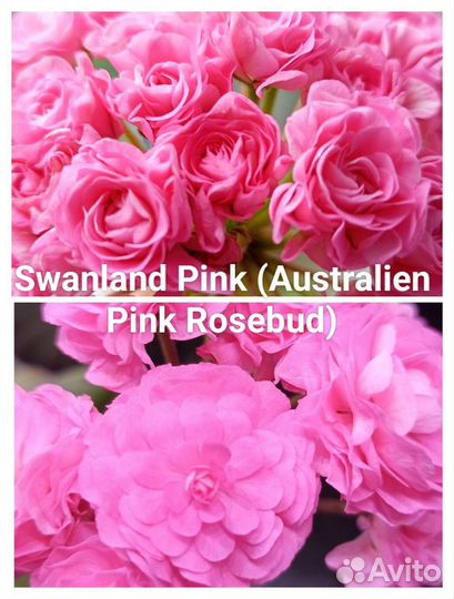 Пеларгонии сортовые