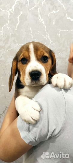 Щенки бигль из питомника