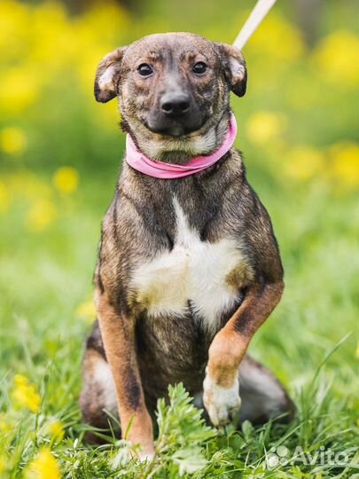 Собака Ириска ищет дом