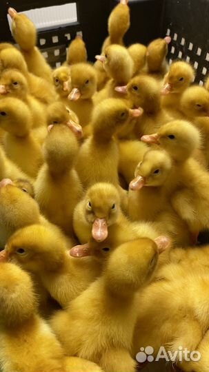 Суточные утята в Курганинском районе