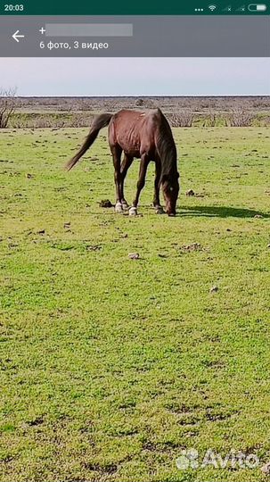 Лошадь
