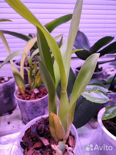 Орхидея брассия