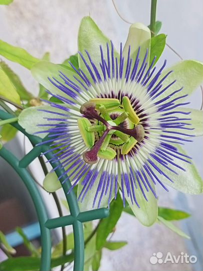 Пассифлора голубая маракуйя