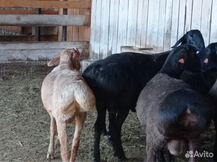 Бараны гиссарской породы