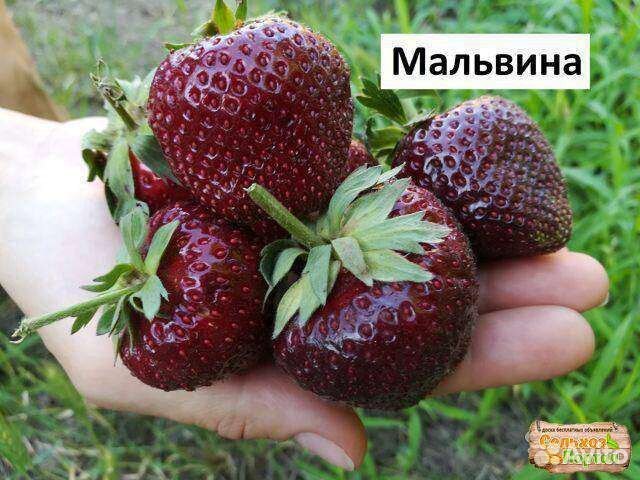 Клубника Земляника Мальвина