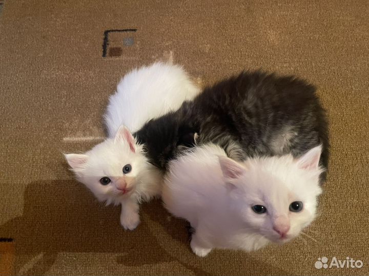 Котятки в добрые руки