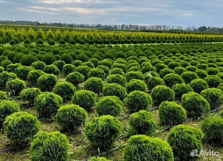 Туя (укорененные черенки)