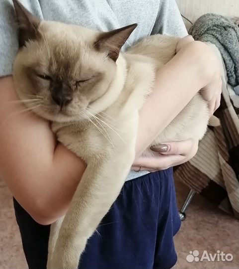Бурманский котик